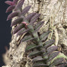 Schoenorchis scolopendria