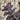 Schoenorchis scolopendria