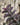 Schoenorchis scolopendria