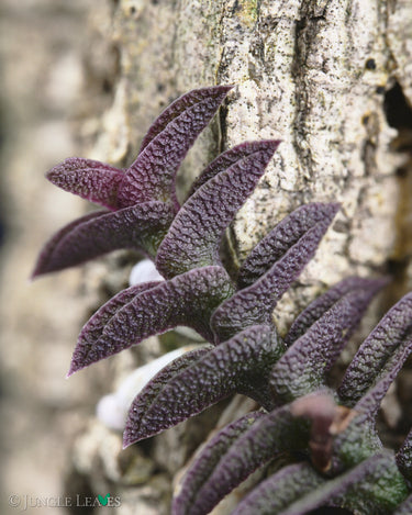 Schoenorchis scolopendria