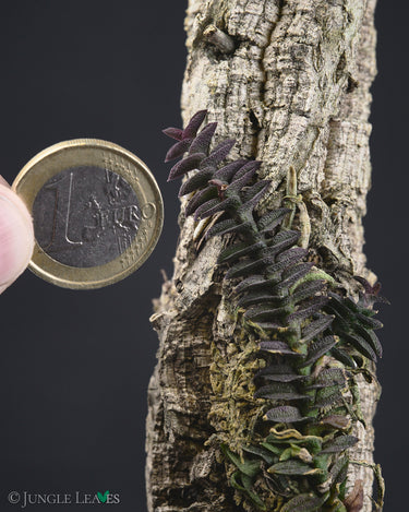 Schoenorchis scolopendria