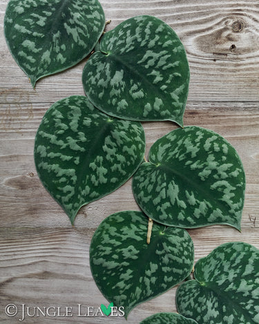 Scindapsus pictus 'Exotica'