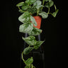 Scindapsus pictus 'Silvery Ann'