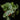 Scindapsus pictus 'Silvery Ann'