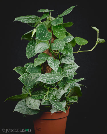 Scindapsus pictus 'Silvery Ann' Stamm