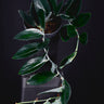 Scindapsus treubii 'Dark Form'