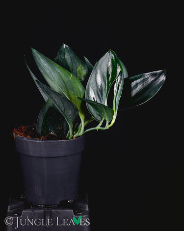 Scindapsus treubii 'Dark Form'