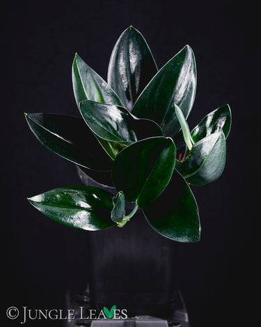 Scindapsus treubii 'Dark Form'
