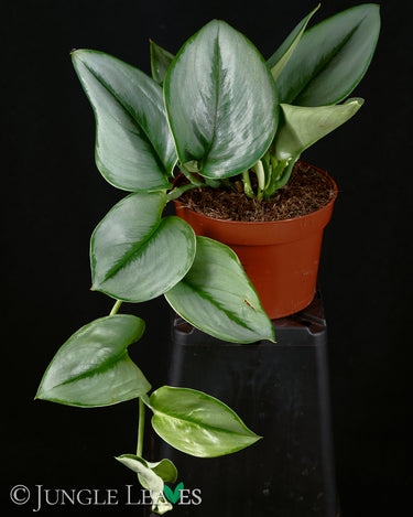 Scindapsus treubii 'Moonlight'
