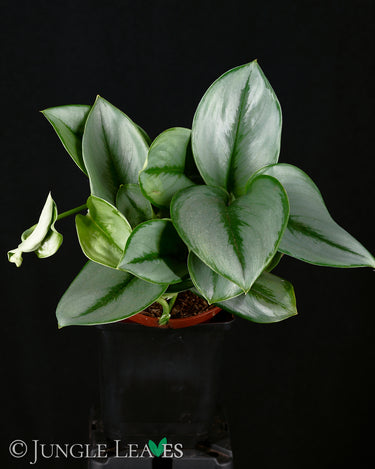 Scindapsus treubii 'Moonlight'