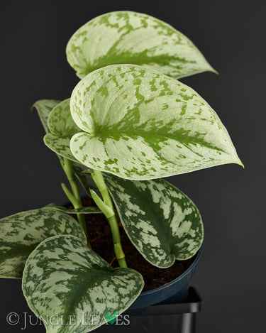 Scindapus pictus 'Exotica'