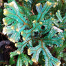 Selaginella Rainbow