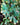 Selaginella Rainbow