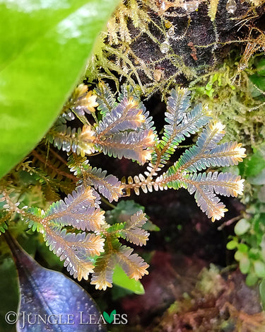 Selaginella Rainbow