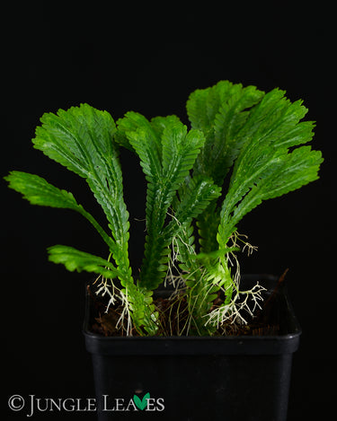 Selaginella brooksii