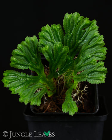 Selaginella brooksii