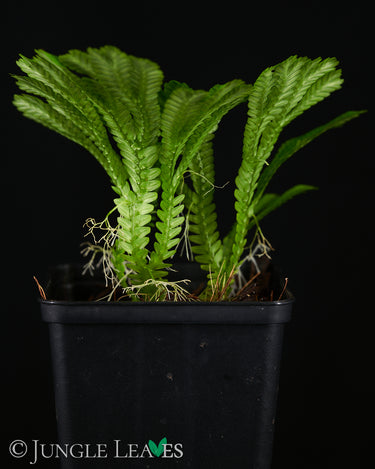 Selaginella brooksii