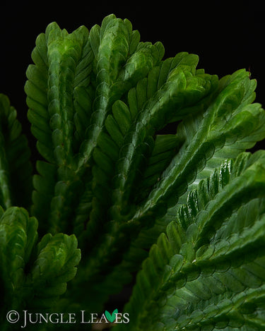 Selaginella brooksii