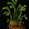 Selaginella cf. alligans