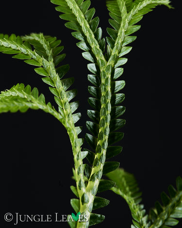 Selaginella cf. alligans
