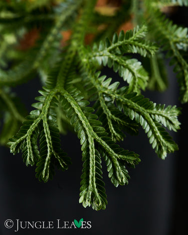 Selaginella cf. alligans