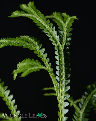 Selaginella cf. alligans