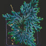 Selaginella erythropus