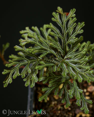 Selaginella erythropus