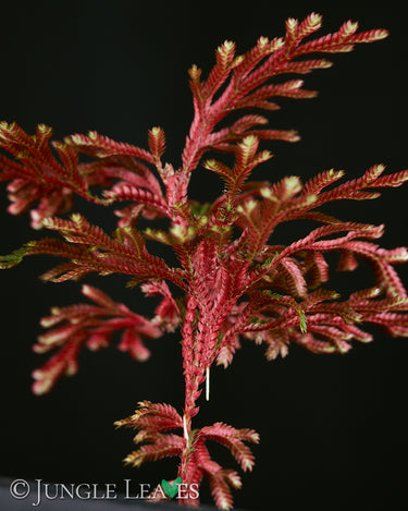 Selaginella erythropus