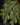 Selaginella erythropus