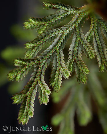 Selaginella erythropus