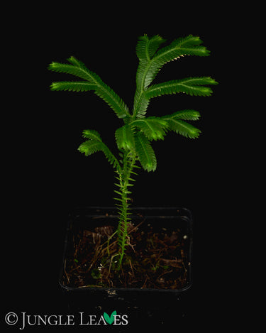 Selaginella grandis