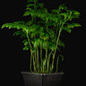 Selaginella grandis