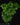 Selaginella grandis