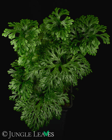 Selaginella grandis