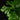 Selaginella grandis
