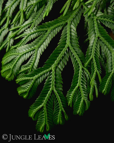 Selaginella grandis