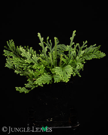 Selaginella harrisii