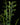 Selaginella harrisii