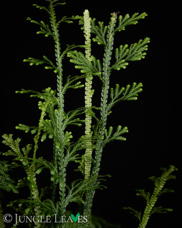 Selaginella harrisii