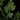 Selaginella harrisii