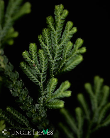 Selaginella harrisii