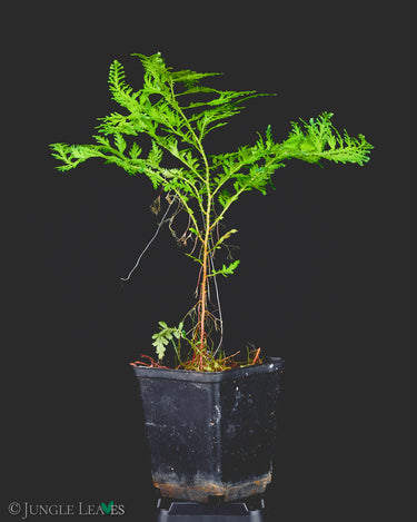 Selaginella hoffmannii