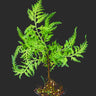 Selaginella hoffmannii