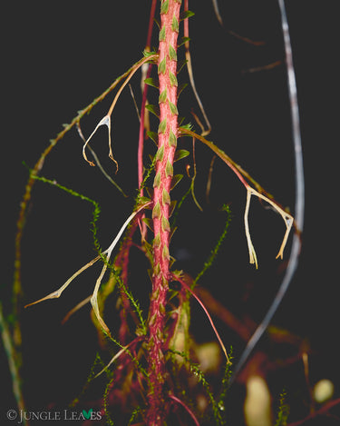 Selaginella hoffmannii