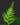 Selaginella hoffmannii