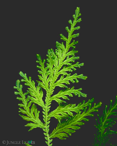 Selaginella hoffmannii