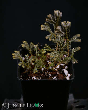 Selaginella intermedia Black Form