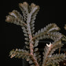 Selaginella intermedia Black Form