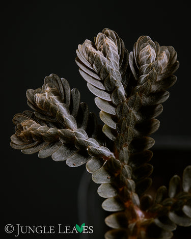 Selaginella sp. 'Black Form'